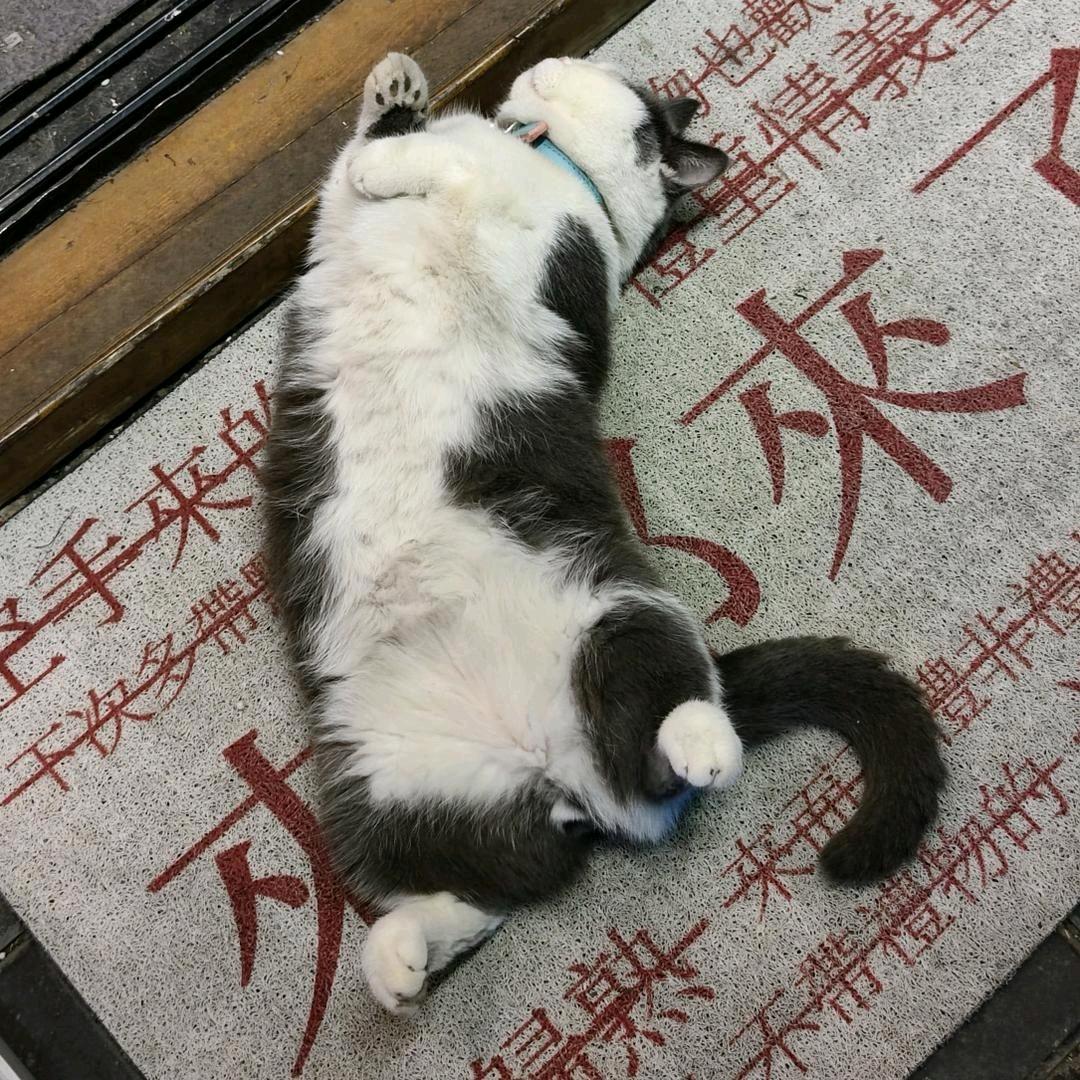 桃花依旧笑春风✔