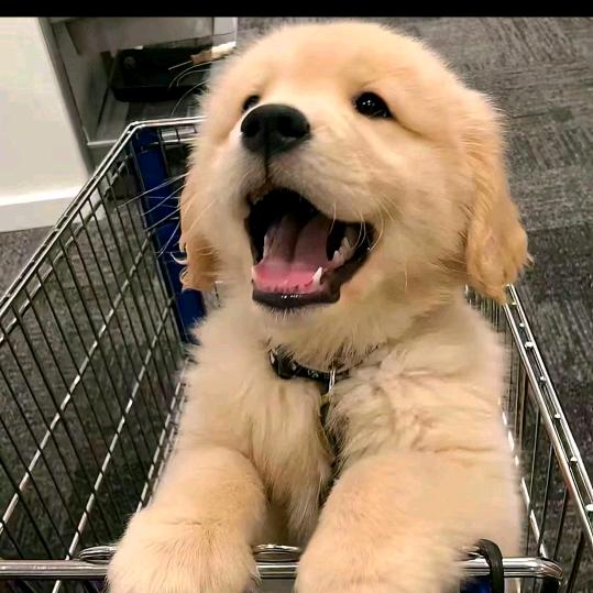 面包平果香蕉留言石留匍萄每天晚上看手机