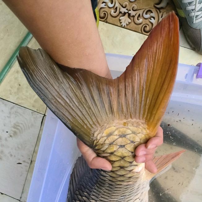 不羁的风