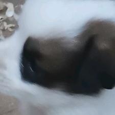 鹏博家纺