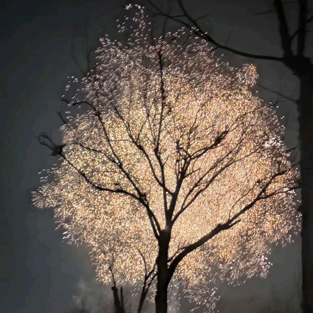 阳光明媚*