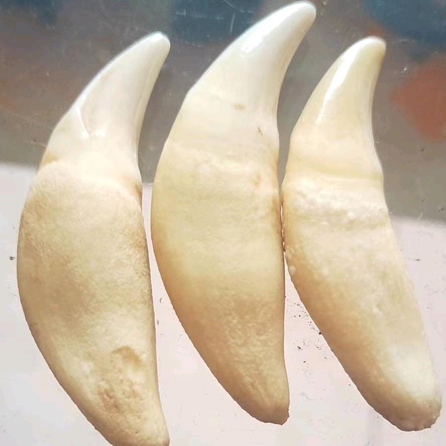 大量批发各种🐶肉制品