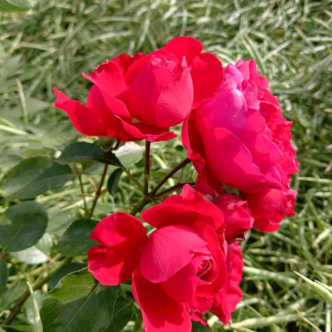 🌹🌺🌹千里有缘来相会🌹🌺🌹