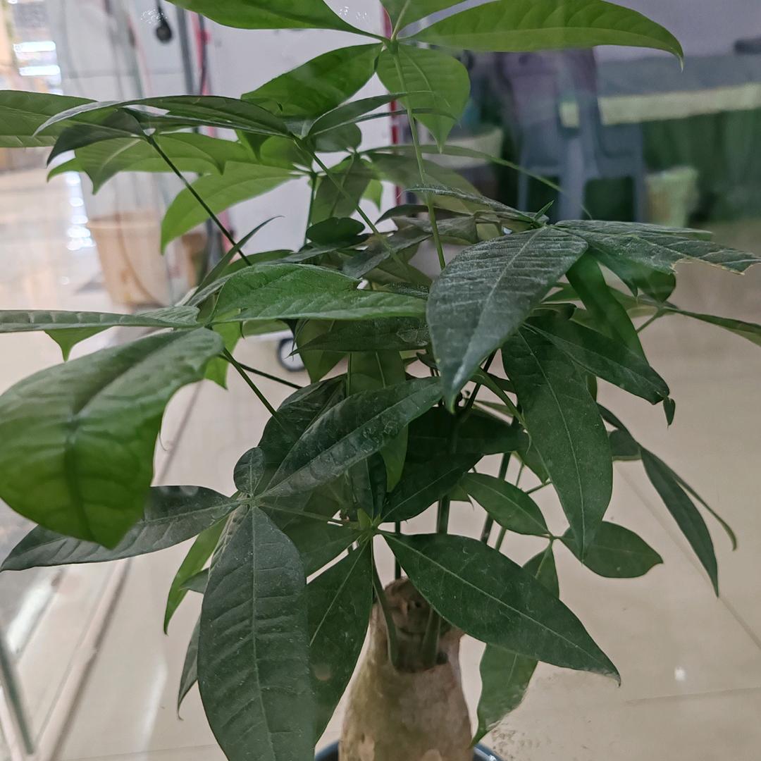 我是燕子
