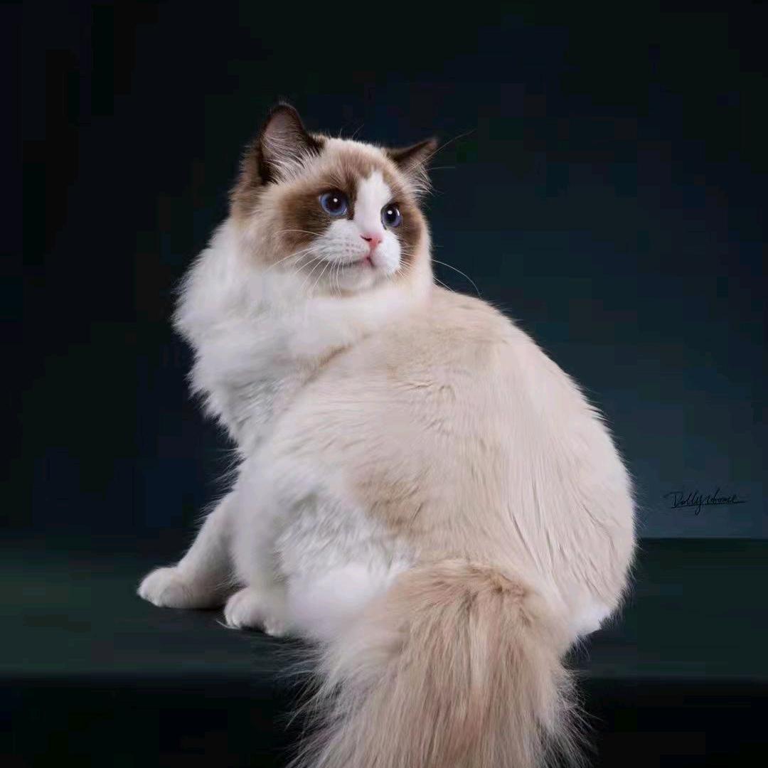 南京飞哥