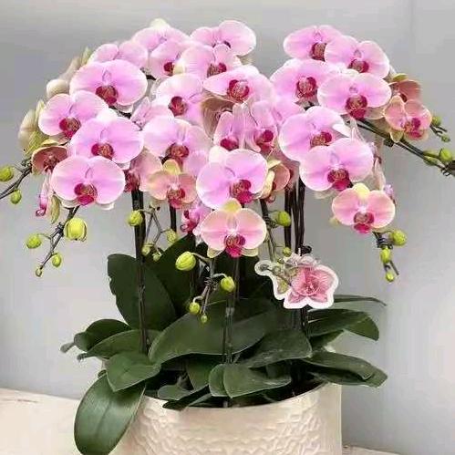 晓伍