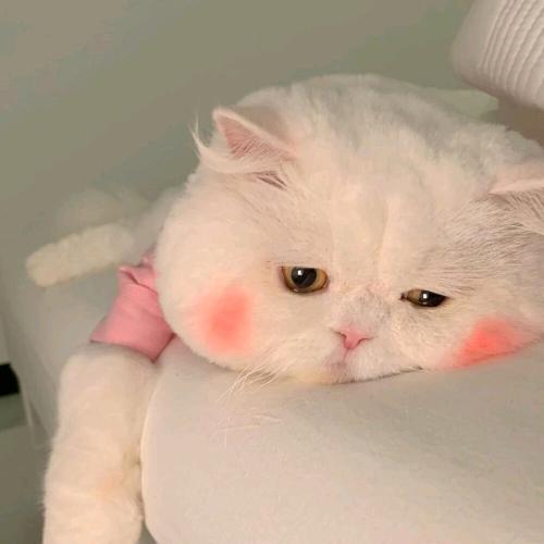 焦