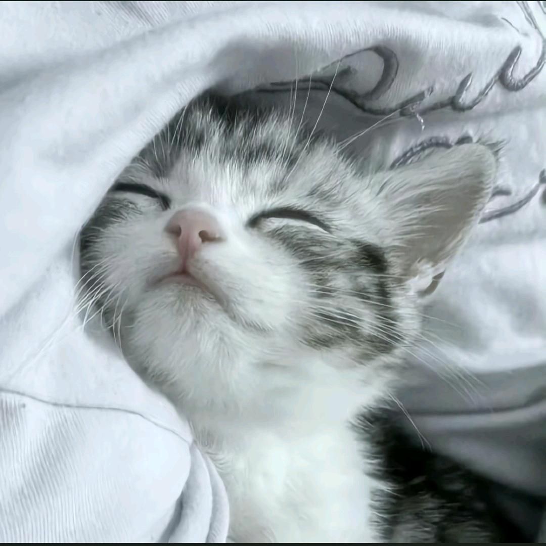 梦源宝宠物臻选