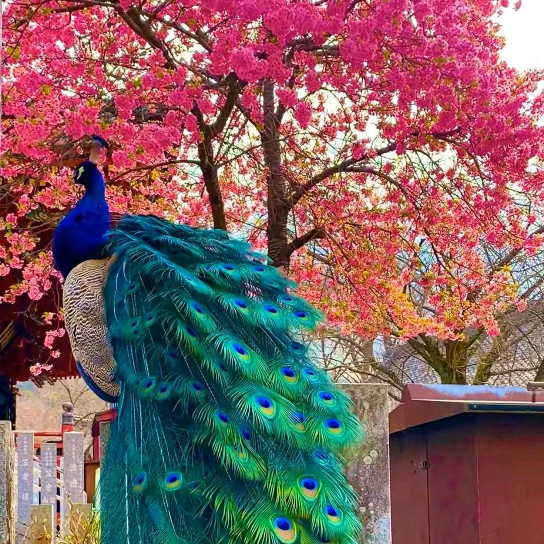 🥀回忆💘痛了心💞💞