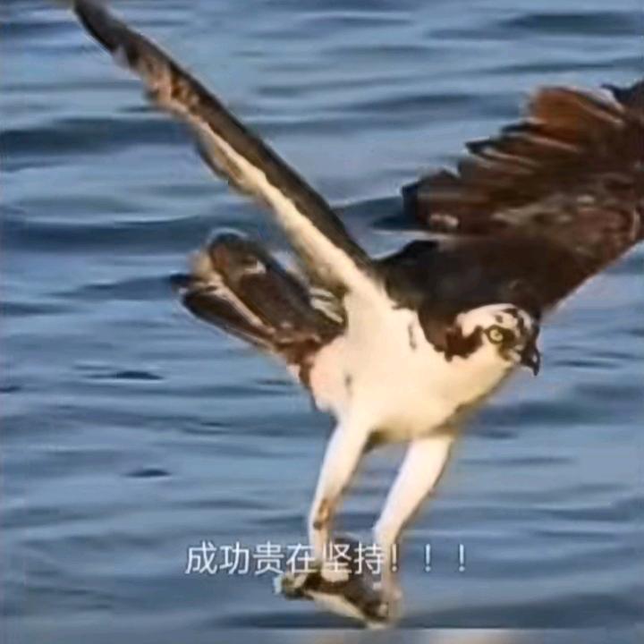 一叶枫帆