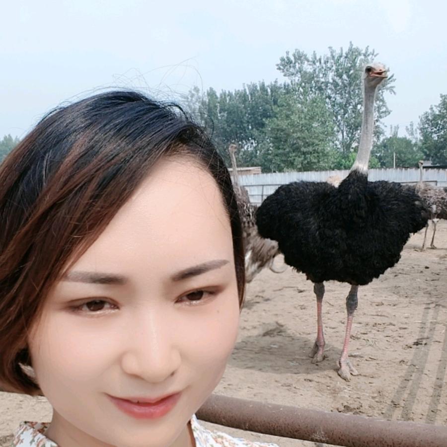 阿克苏市养鸵鸟  梅花鹿的南姐