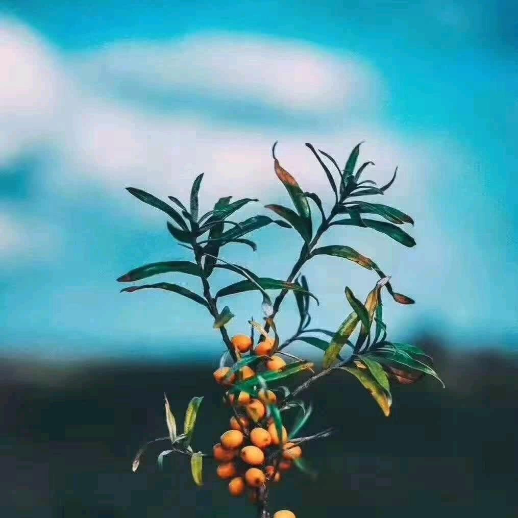 岁碎念420