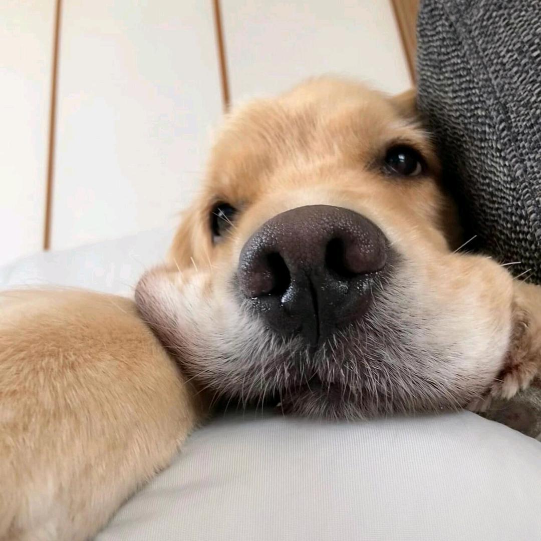 克格汪不是克格莫