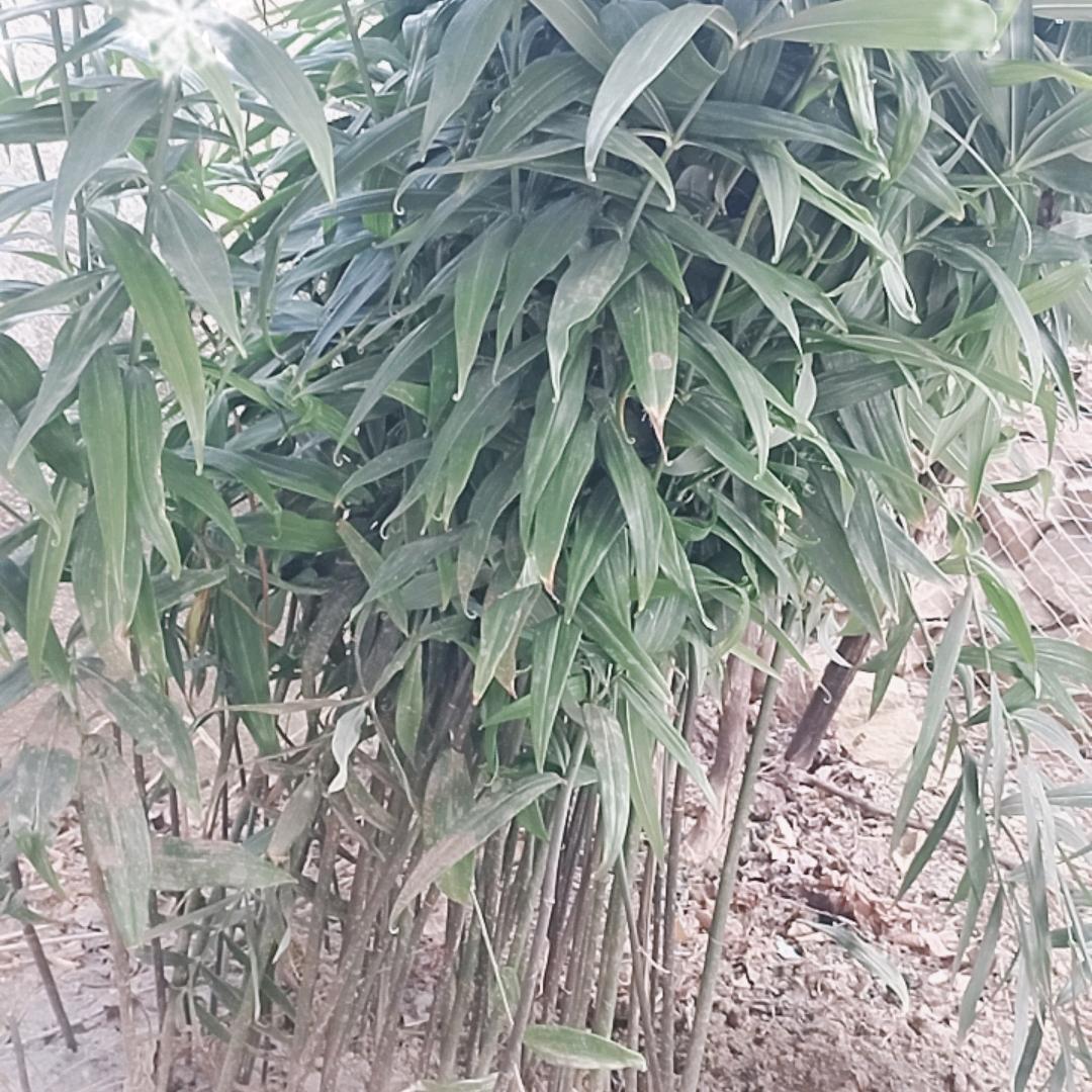 一生平安