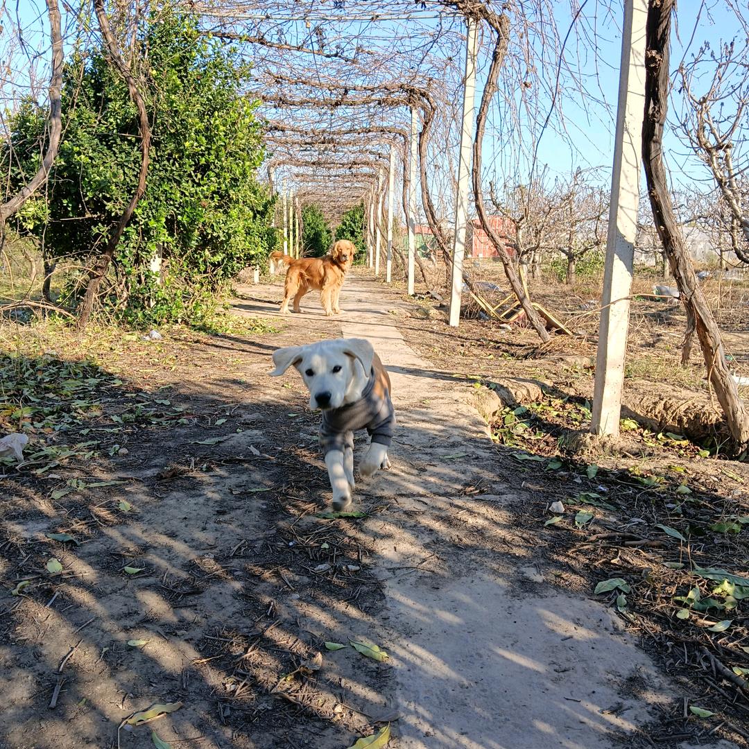 郑州宠物养老院