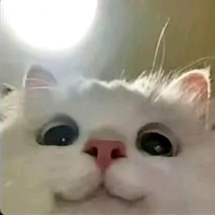 心嘁