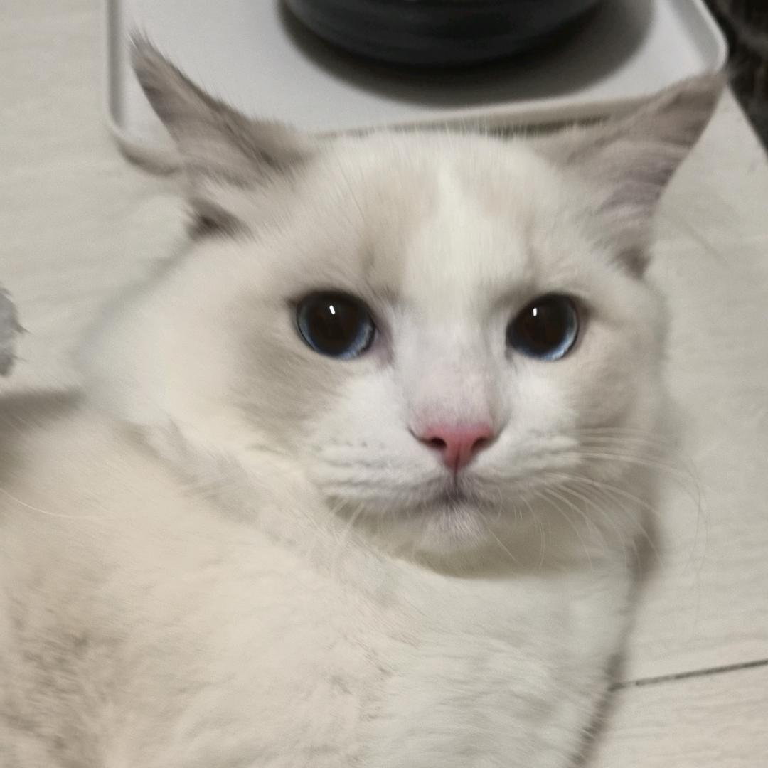 爱吃鸡腿