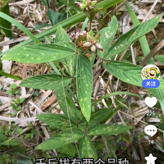 挖野草