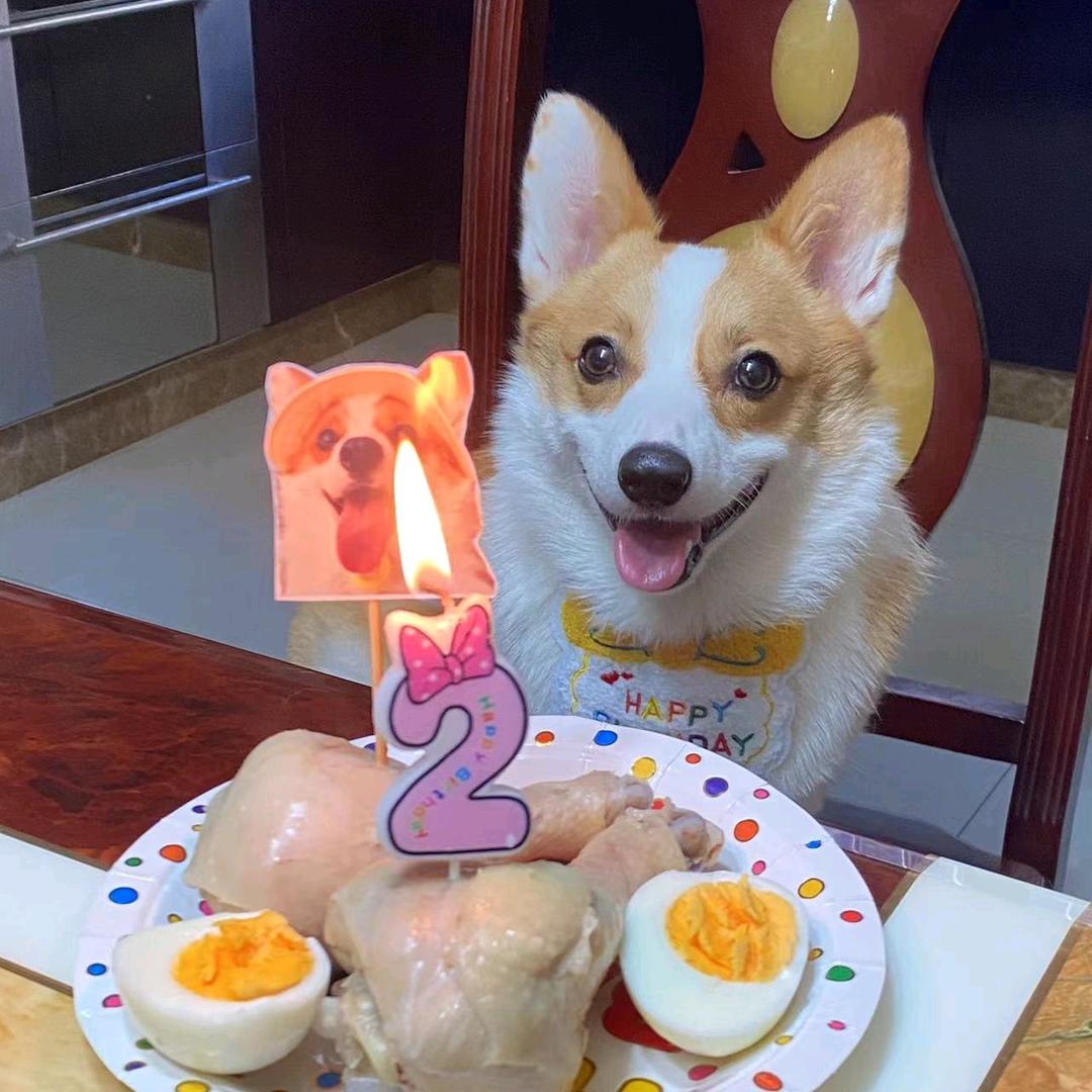 屁屁是个小短腿