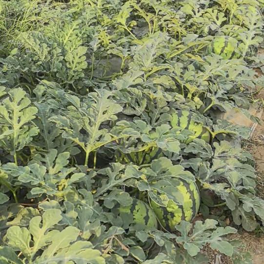 虞城荠菜主产区
