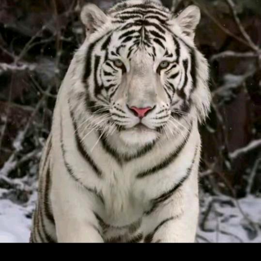 风暴蛇王🐍🐍