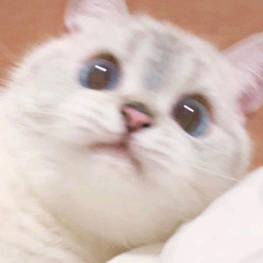 猫猫今天早睡了吗