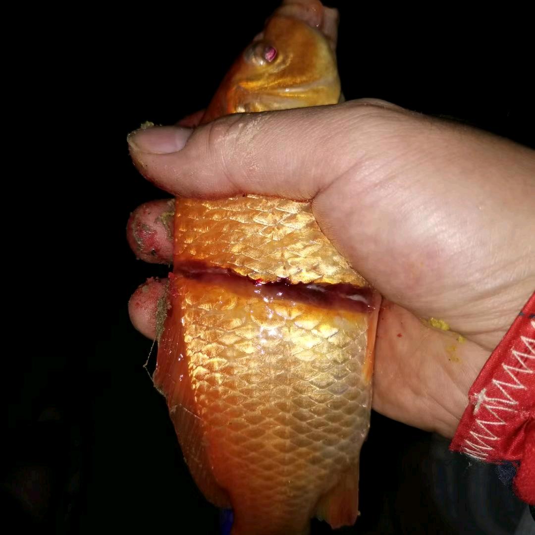 钓徒一卫（阿冉）