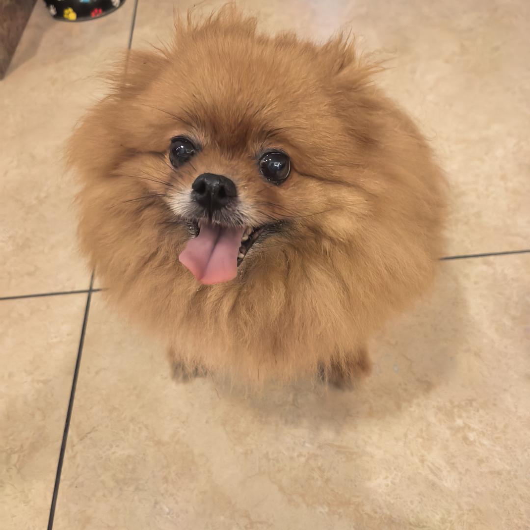 小胖子