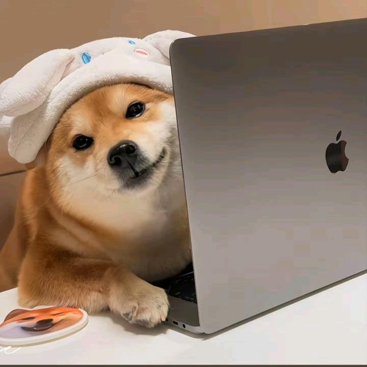 帅帅呀