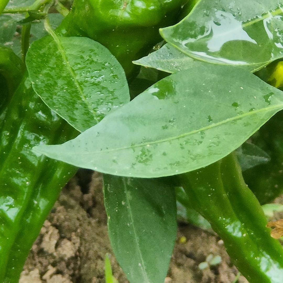 我是最棒的