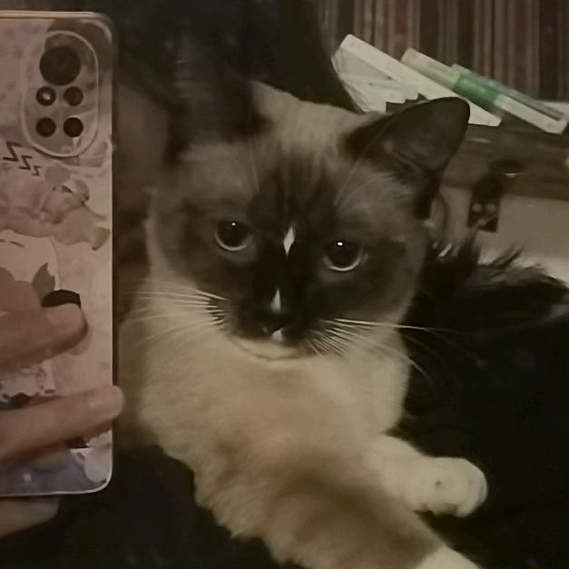 陆小小小希