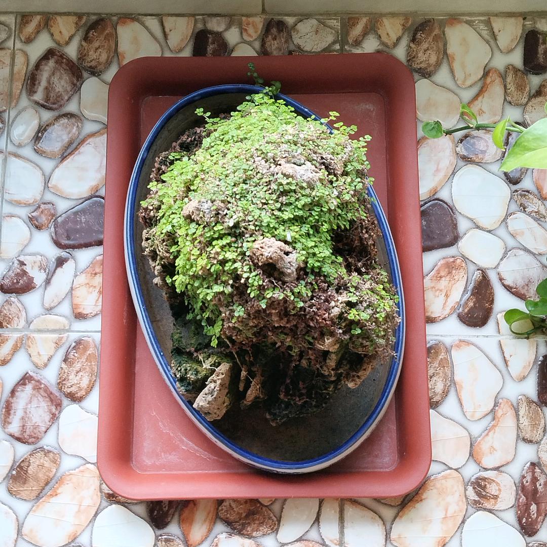 王海海
