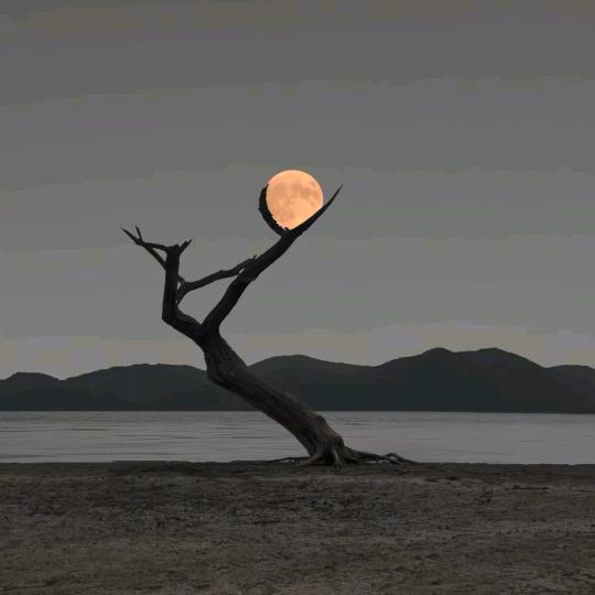 唐宜