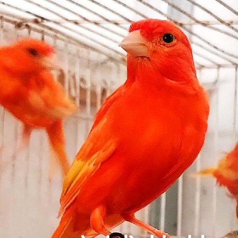 麻城芙蓉鸟繁殖基地