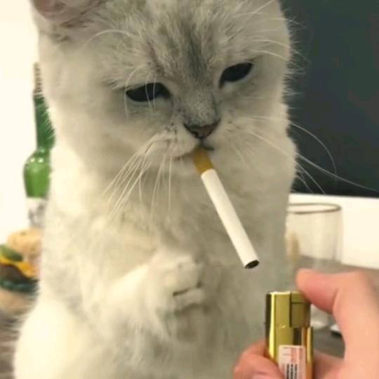 🦋ꦿ໊余生᭄🕊随心᭄ꦿᩚ：