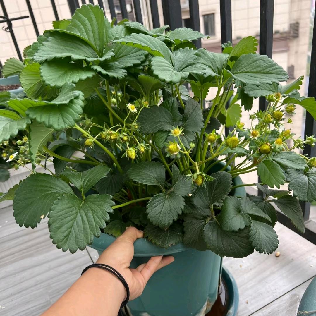 涛花阁花卉