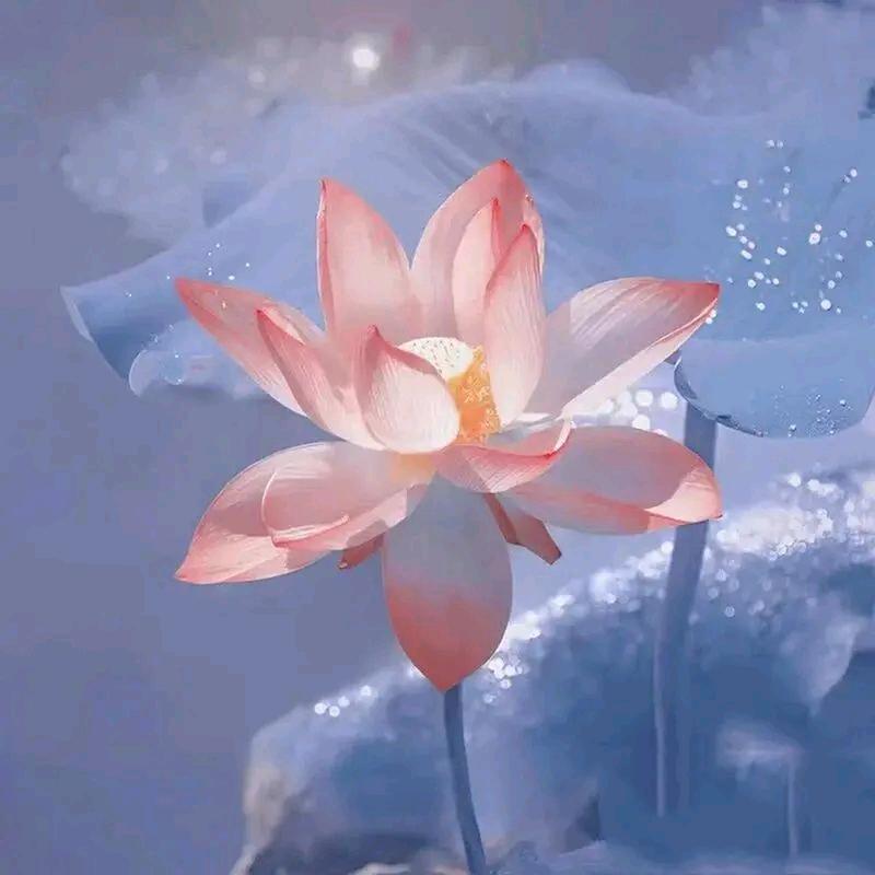 富贵花开 ￴ ￴ ￴ ￴￴ ￴￴