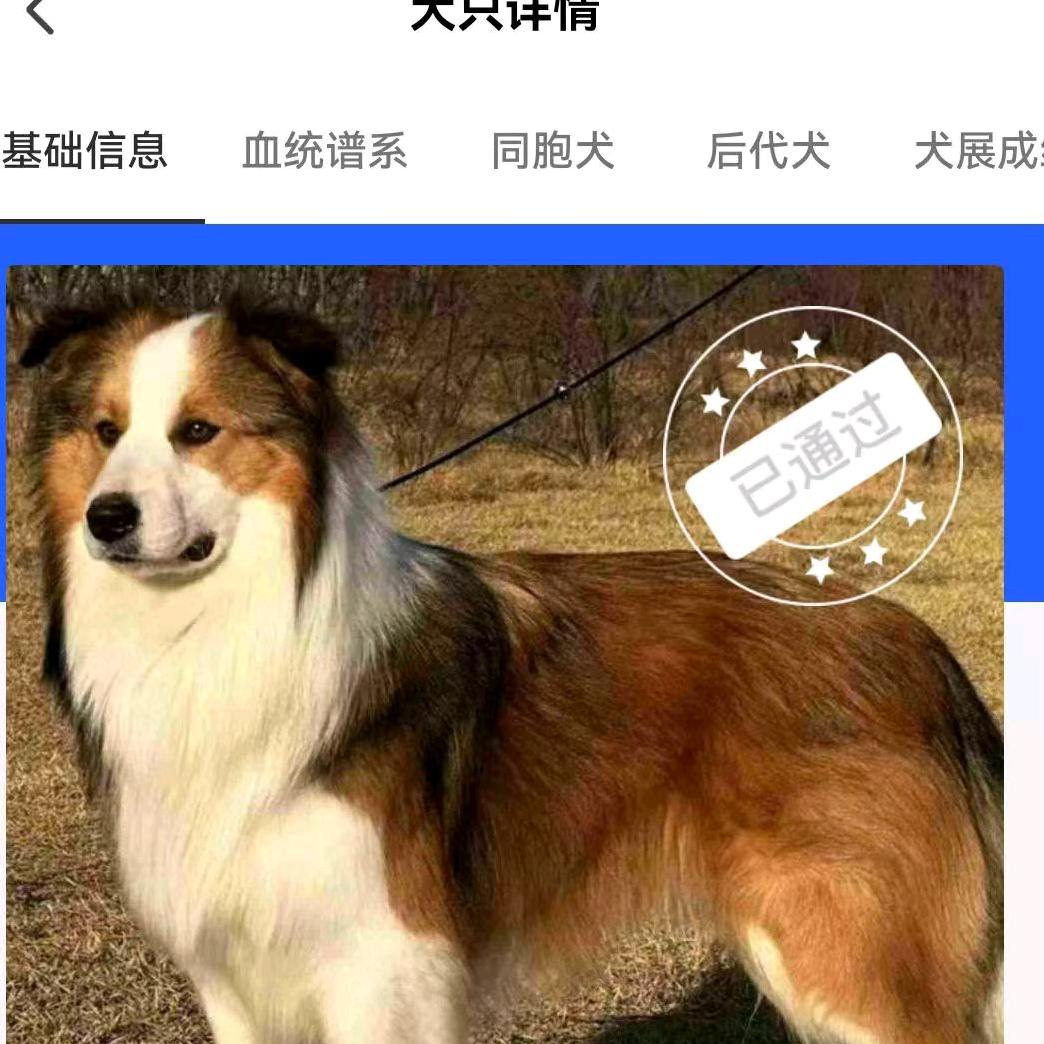 龍腾犬舍