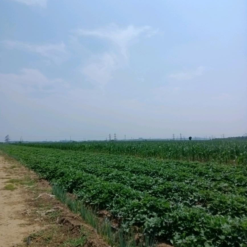 圣泉农业