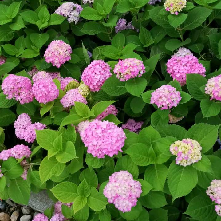 梅花朵朵鑫宇百货店