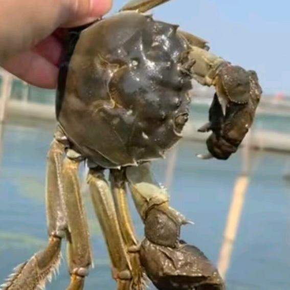 正大水产螃蟹