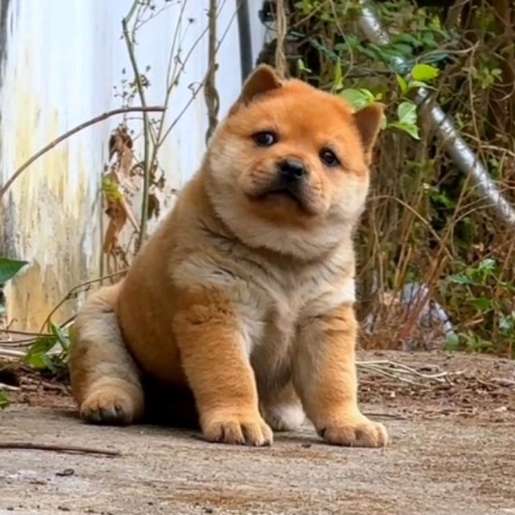 🇨🇳东北🇨🇳武小兵🇨🇳