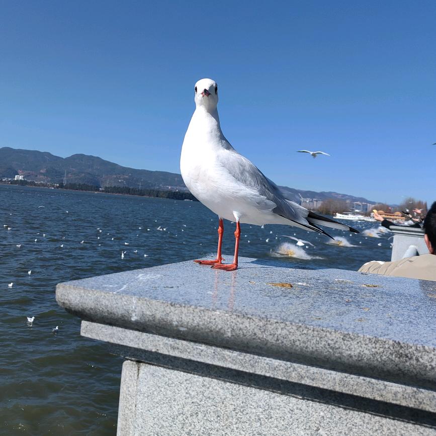 玫瑰万水千山总是情