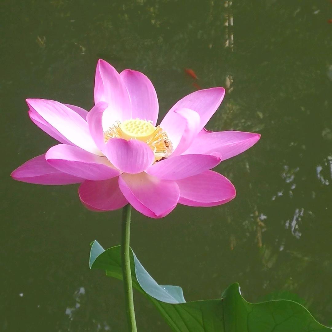 艺铂云天