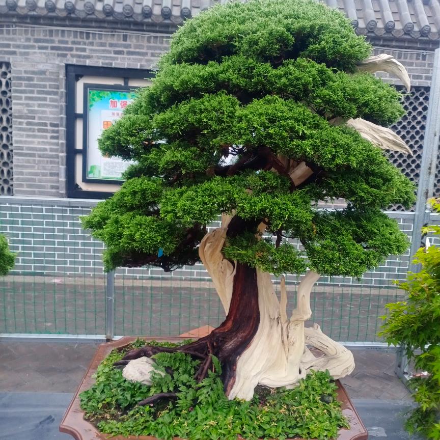 小凯单车