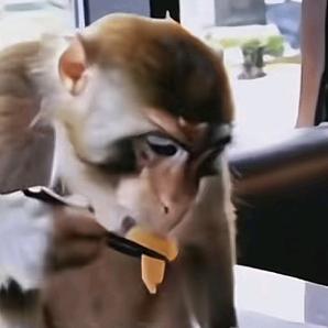 莽凯🐵