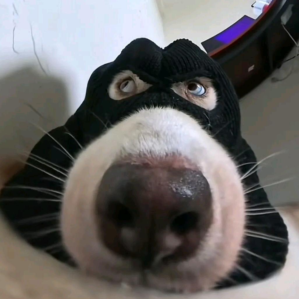 不会游泳的丶鱼