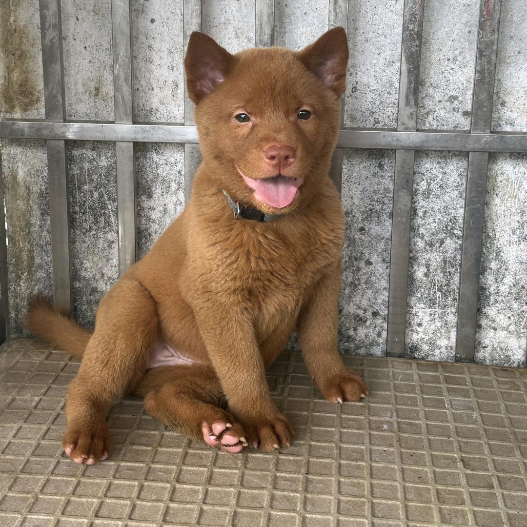 中华田园犬铲屎官