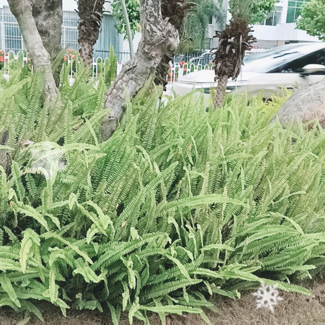贵哥