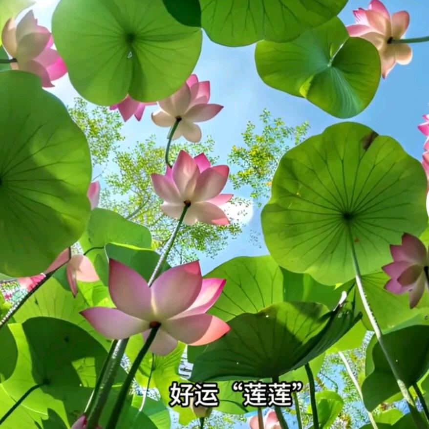 微山湖特产豆制品
